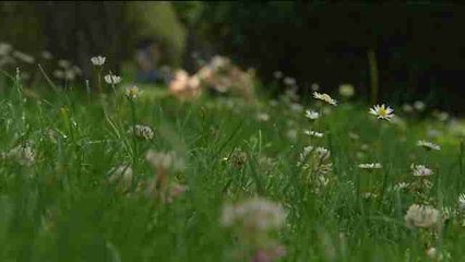 La primavera será más cálida de lo normal y menos intensa para los alérgicos