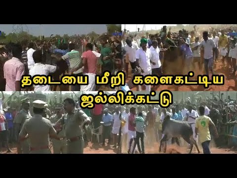 திருப்பூரில் தடையை மீறி ஜல்லிக்கட்டு | Jallikattu conducted at Tirupur- Oneindia Tamil