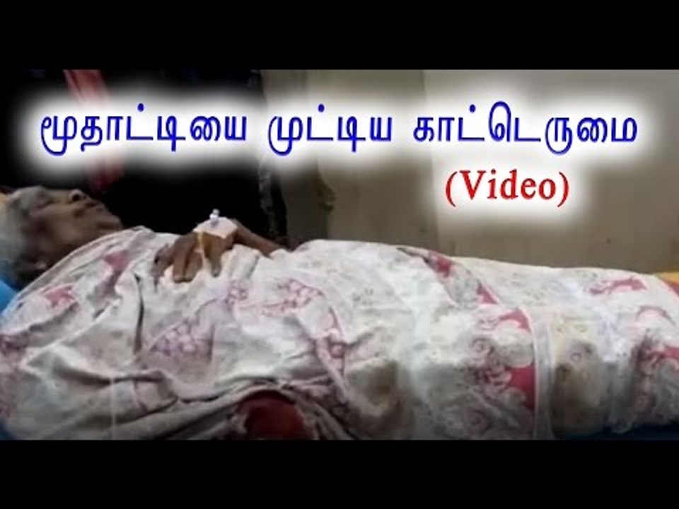 மூதாட்டியை கட்டெருமை தாக்கியது | Old lady attacked by wild gaur- Oneindia Tamil