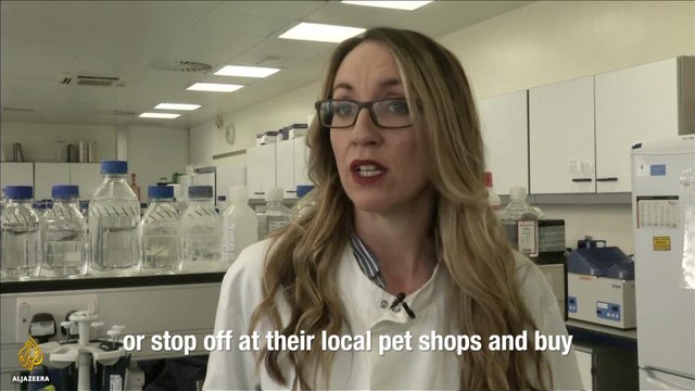 Could Genetically-Modified Larvae Reduce Animal Testing?