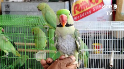 تقني كاميرات ينفق نصف راتبه على اطعام الببغاوات الخضراء