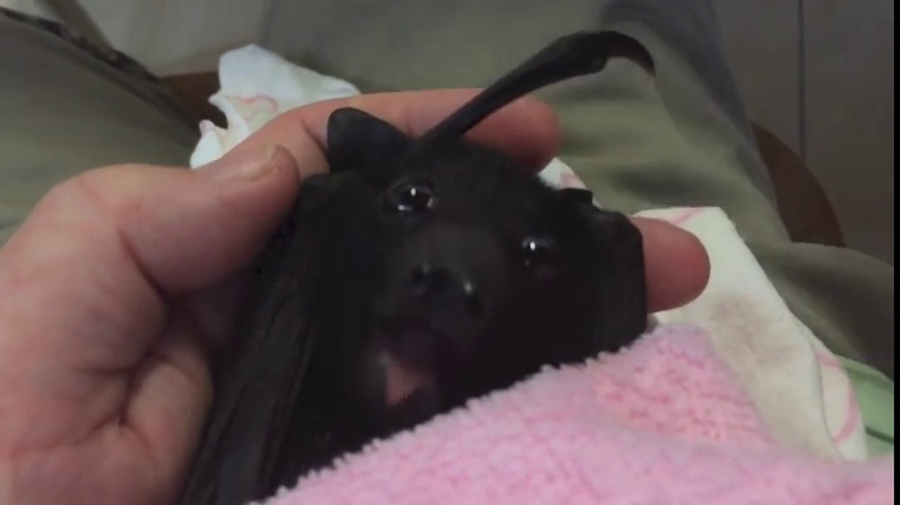 Ce Bebe Chauve Souris Mange Un Fruit Trop Mignon Video Dailymotion