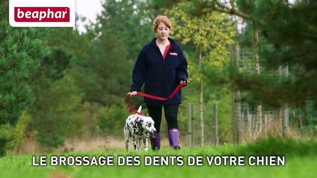 Brosser les dents de votre chien est important