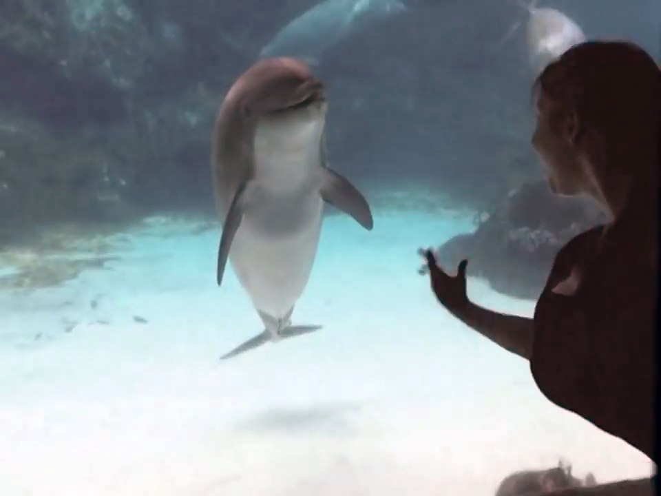 Cette fille a réussi à faire rire ce dauphin, trop mignon !