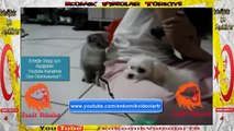 Yavru Kedi Köpekle Dalga Geçiyor  Komik Video lar izle