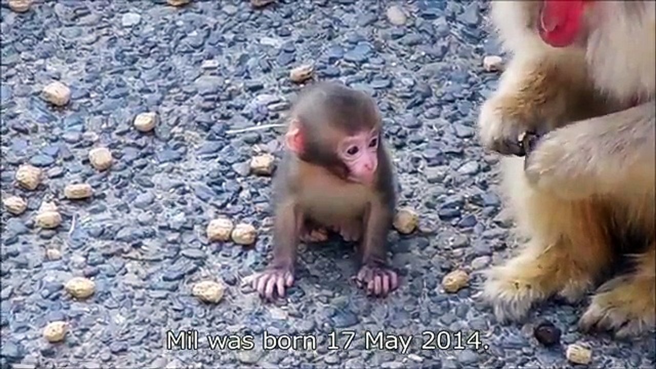 Azami and her baby girl, Mil -Snack time at dusk- - ニホンザルのアザミとミル「まだペレットには興味ないでちゅ」上野動物園