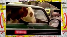 inek Araba ile Geziyor Hayvan Sevgisi Bu Olsa Gerek  Komik Video lar izle