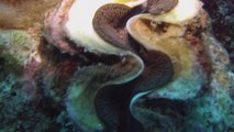 Scuba diver comes across extremely massive clam