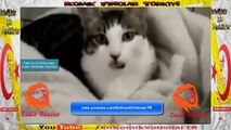 Kedi 'nin Dil Performansı  Komik Video lar izle