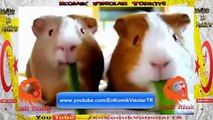 Komik Hayvanlar Serisi 1 Part Komk Videolar lar izle