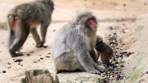 Baby monkey new born and mom