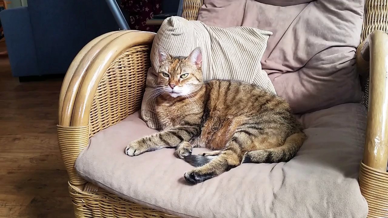 whatsapp funny cat and dog