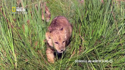 Bébés mais dangereux : les guerriers (Nat Geo Wild)