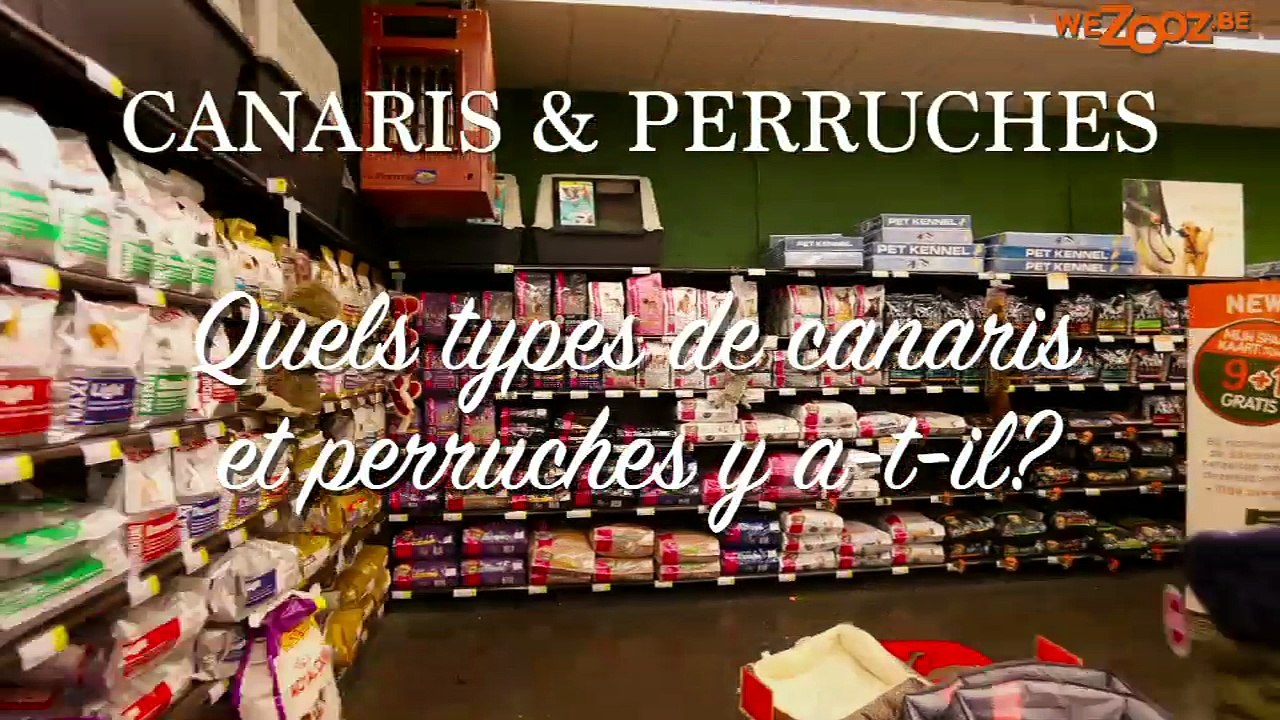 Canaries et perruches