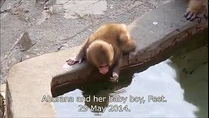 Aburana and Feet the Japanese macaque -How to carry my baby