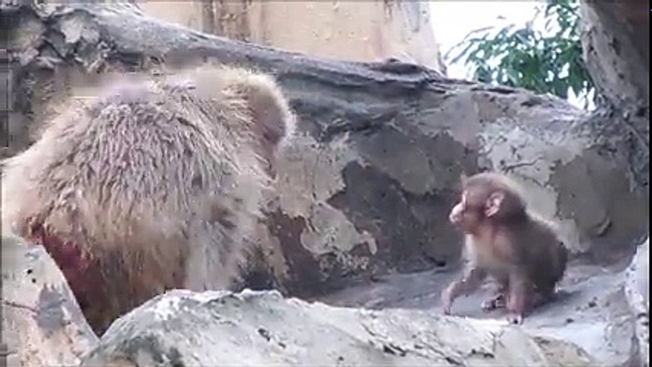 Poor Baby Monkey