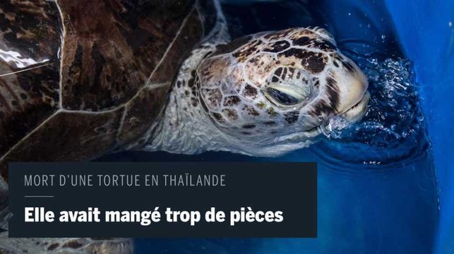Tirelire , la tortue thaïlandaise morte pour avoir mangé trop de pièces de monnaie
