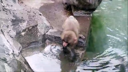 Feet the Japanese macaque baby boy -Summer swimming school