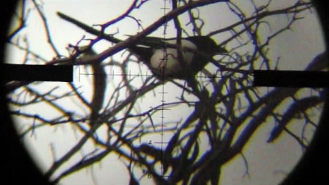 How to do Air Rifle Hunting - Magpies Pest Control video 4