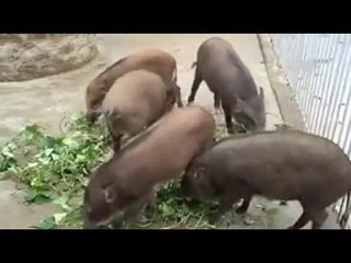 Pigs eating Very Lovely-Những Con Lợn Đang Ăn Thật Đáng Yêu