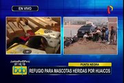 Punta Negra: buscan construir refugio para mascotas heridas por huaicos