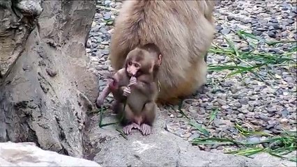 Feet and Yard Japanese macaque baby boys -Playing time