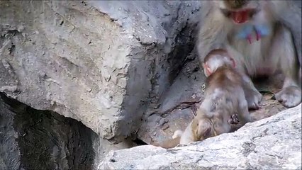 Mil and Yard the Japanese macaque -Playing time