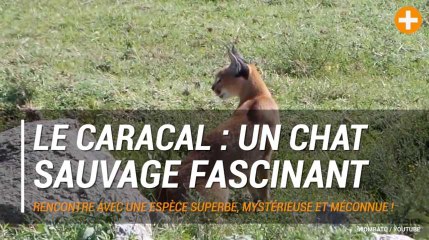 Le caracal : un chat fascinant, mystérieux et superbe