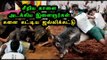 மதுரையில் ஜல்லிக்கட்டு நடக்கிறது | Jallikattu in madurai to  defy ban- Oneindia Tamil
