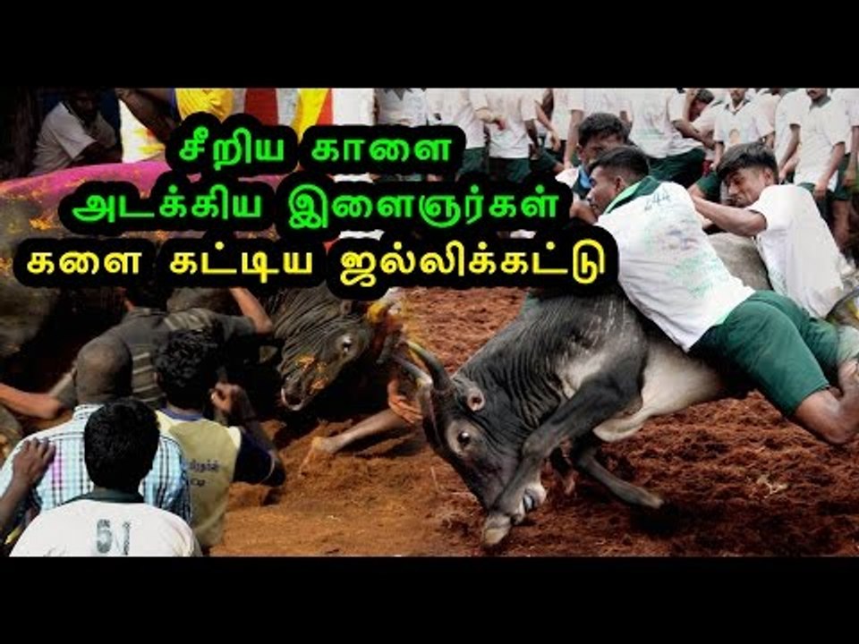 மதுரையில் ஜல்லிக்கட்டு நடக்கிறது | Jallikattu in madurai to  defy ban- Oneindia Tamil