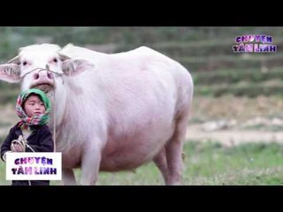 Chuyện Tâm Linh - Câu chuyện luân hồi trâu trắng chuyển sinh trả nợ ân tình