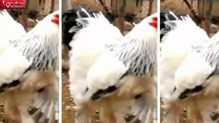 That big chicken video isn't fake, but it is terrifying it is new