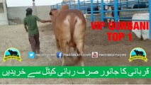 355 || Qurbani cow for eiduladha || Bakra eid in karachi, Pakistan || Kn & Rabbani Cattle Farm