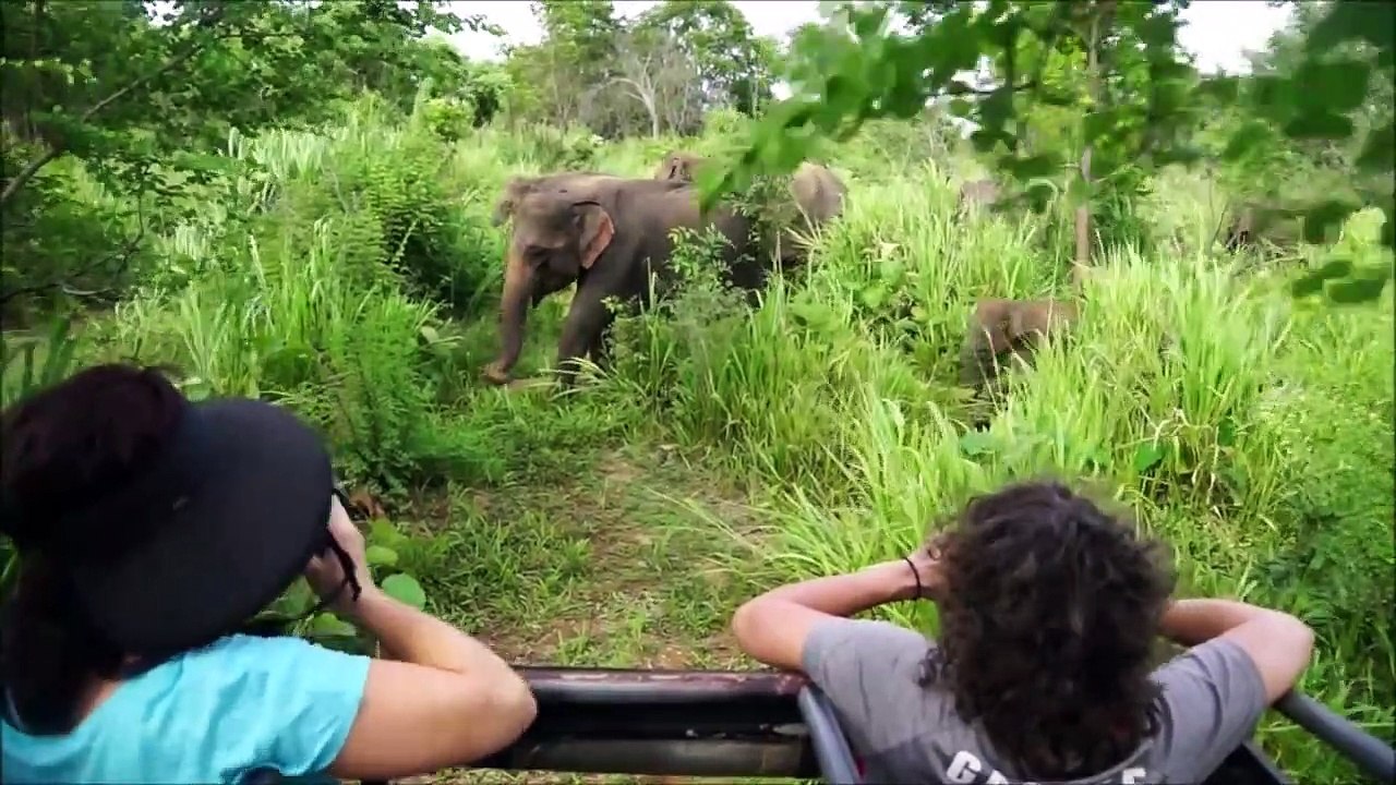 Elephants for Kids - Wildor Children - Elephants Playing