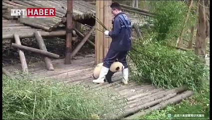 İlgi aşığı yaramaz pandalar