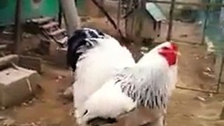 The Big Boss Race  Brahma rooster chicken 超大型公雞 世界真奇妙