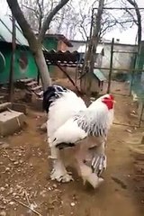The Big Boss Race  Brahma rooster chicken 超大型公雞 世界真奇妙