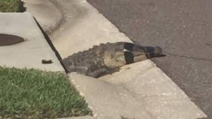 Gator pulled from Florida storm drain on video