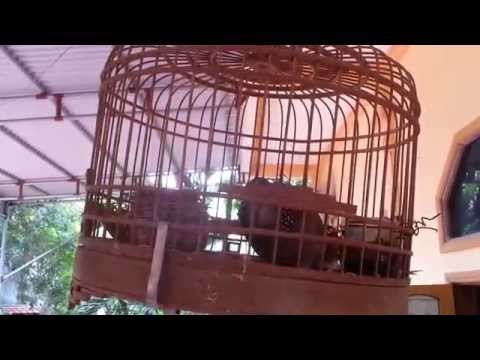 Clip Ngắm Chim Cu Gáy Hay Gù Như Bổ Củi