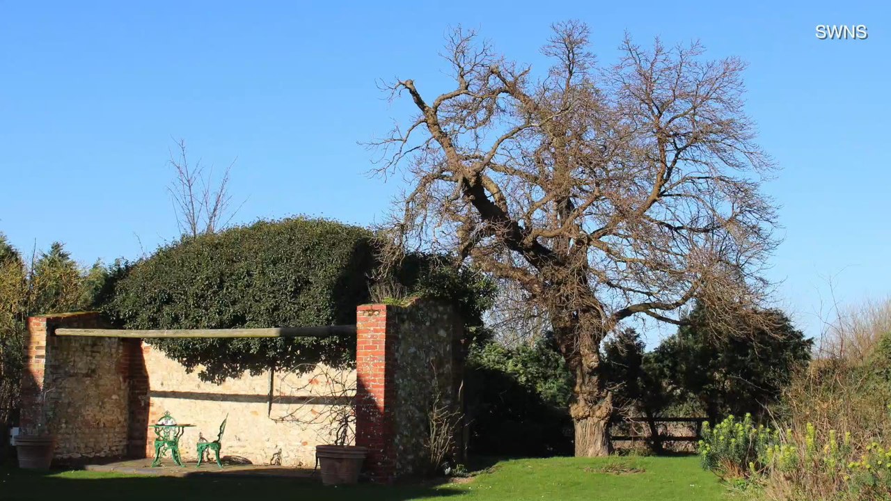 DNA Test to Determine If Pocahontas Planted This Tree
