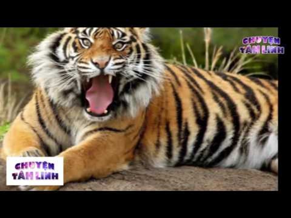 Chuyện Tâm Linh - Giả hổ giết người cuối cùng bị hổ ăn thịt