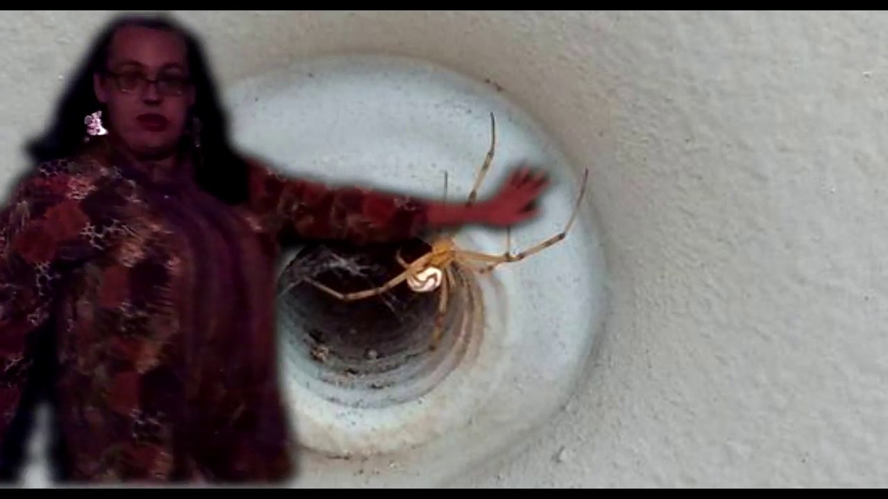 Shaniqua Gets Arachnophobic!