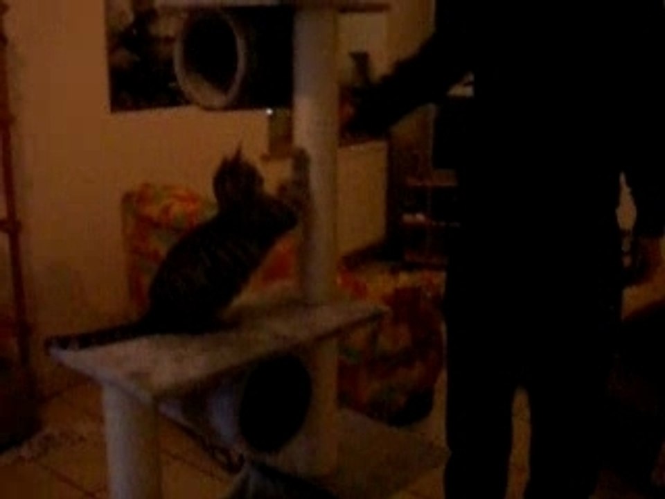 arbre à petits chats n°2