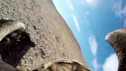 Les images impressionnantes d un aigle qui attaque un renard !