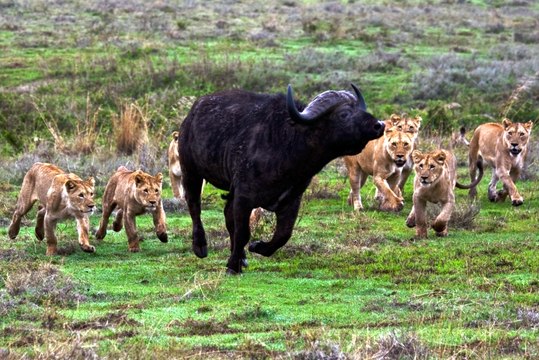 BANDO DE LEÕES ATACANDO BUFALO, ANIMAIS SELVAGENS, REINO ANIMAL, VIDA SELVAGEM