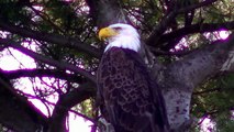 LOVE BIRDS 2 American Bald Eagle Eagles Resting on Tree watch in HD Full Screen