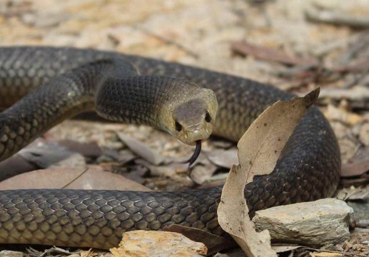 COBRA MARROM SERPENTE VENENOSA, VIDEO DE ANIMAIS SELVAGENS, REINO ANIMAL, VIDA SELVAGEM