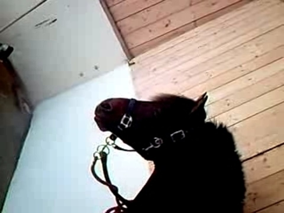 Titi à la douche
