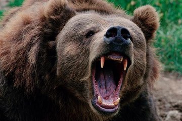 URSO CORRENDO ATRAS DE HOMENS, VIDEO DE ANIMAIS SELVAGENS, REINO ANIMAL, VIDA SELVAGEM