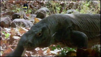 DRAGAO DE COMODO, VIDEO DE ANIMAIS SELVAGENS, REINO ANIMAL, VIDA SELVAGEM